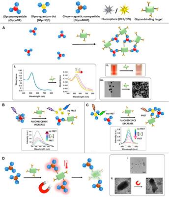 Recent Developments in the Use of Glyconanoparticles and Related Quantum Dots for the Detection of Lectins, Viruses, Bacteria and Cancer Cells